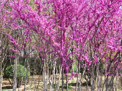扮靚廠(chǎng)區美化環(huán)境我公司企業(yè)形象建設扎實(shí)推進(jìn)